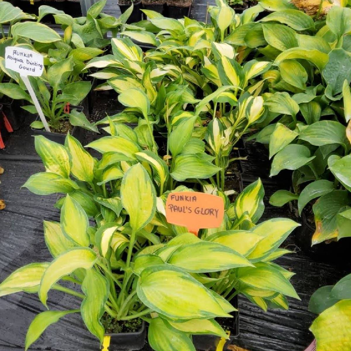 Funkia ogrodowa 'Paul's Glory' Hosta Sadowniczy.pl