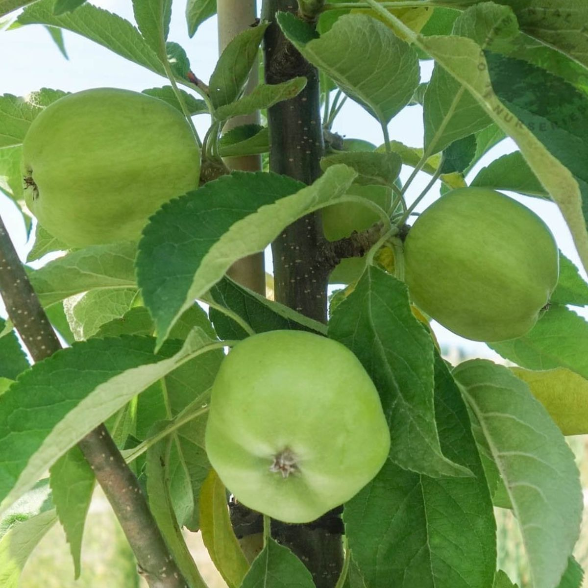 Jabłoń kolumnowa Garden Fountain Plant Pack Sadowniczy.pl