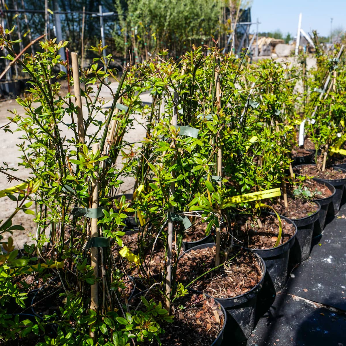 pol_pl_Jasmin-nagokwiatowy-Najwczesniejs