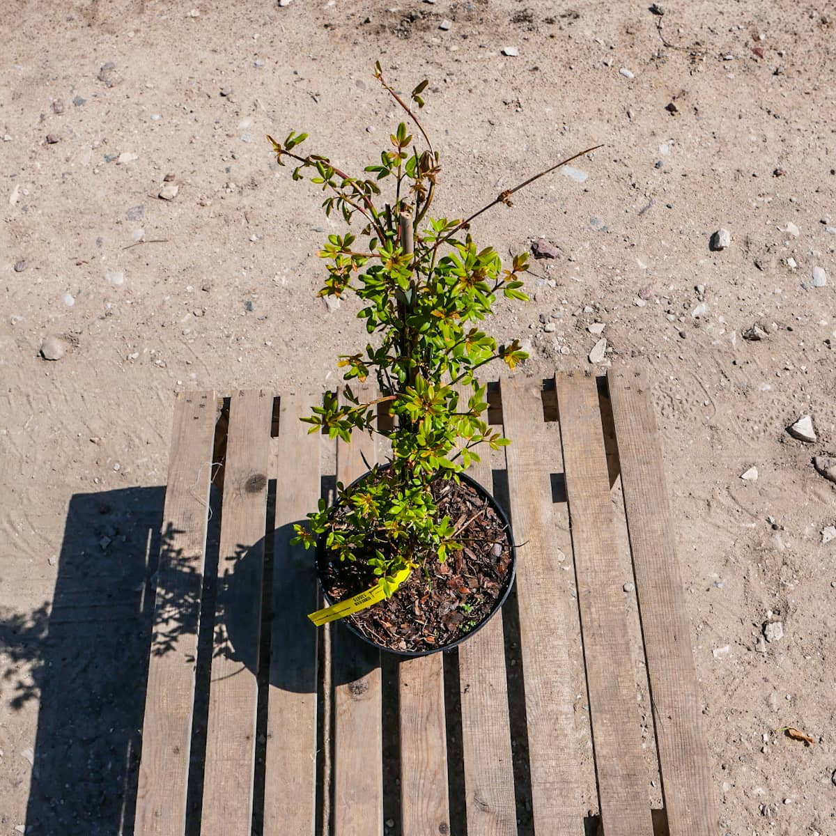 Jaśmin nagokwiatowy Najwcześniejszy Bardzo pachnący - Sadowniczy.pl