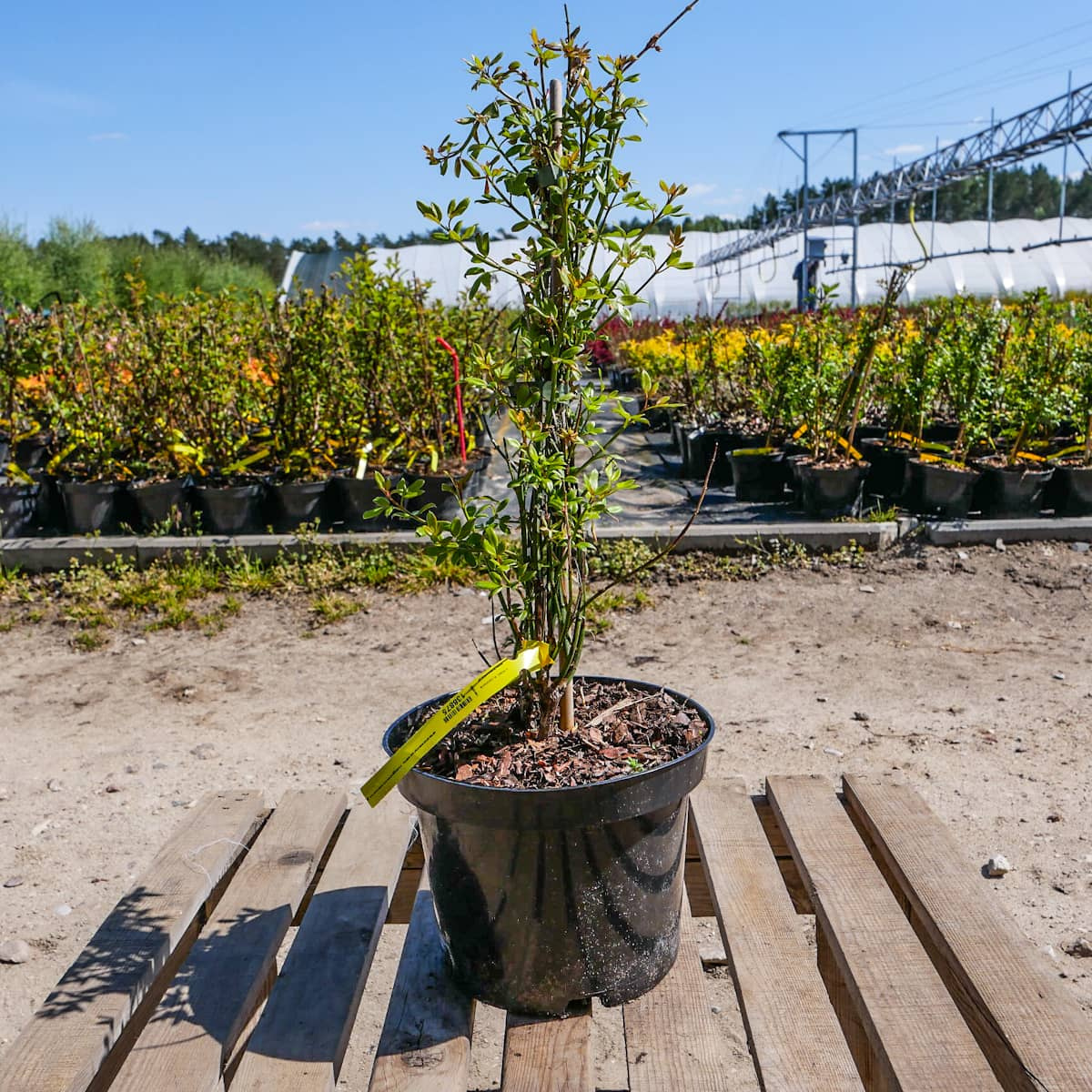 Jaśminowiec nagokwiatowy Najwcześniejszy Bardzo pachnący| Sadowniczy.pl