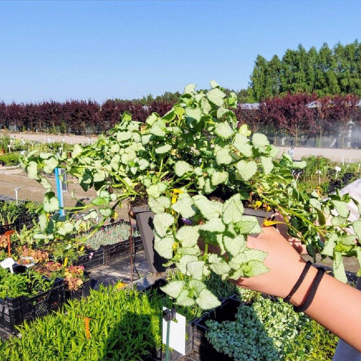 Jasnota plamista White Nancy - Sadowniczy.pl