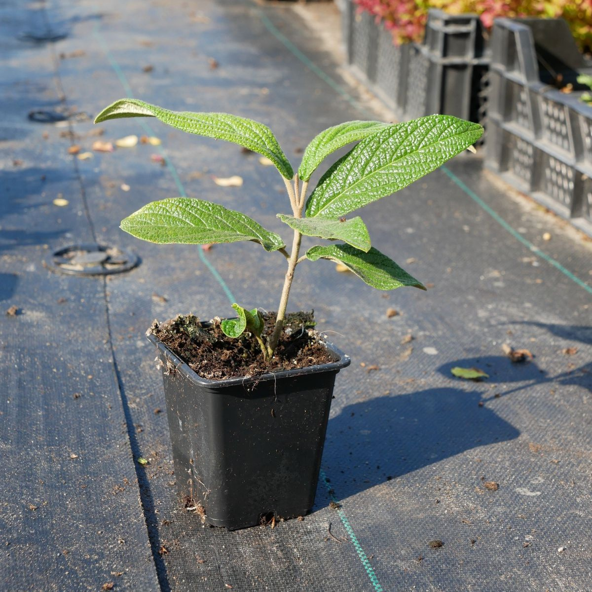 Kalina sztywnolistna Viburnum rhytidophyllum zimozielona Sadowniczy.pl