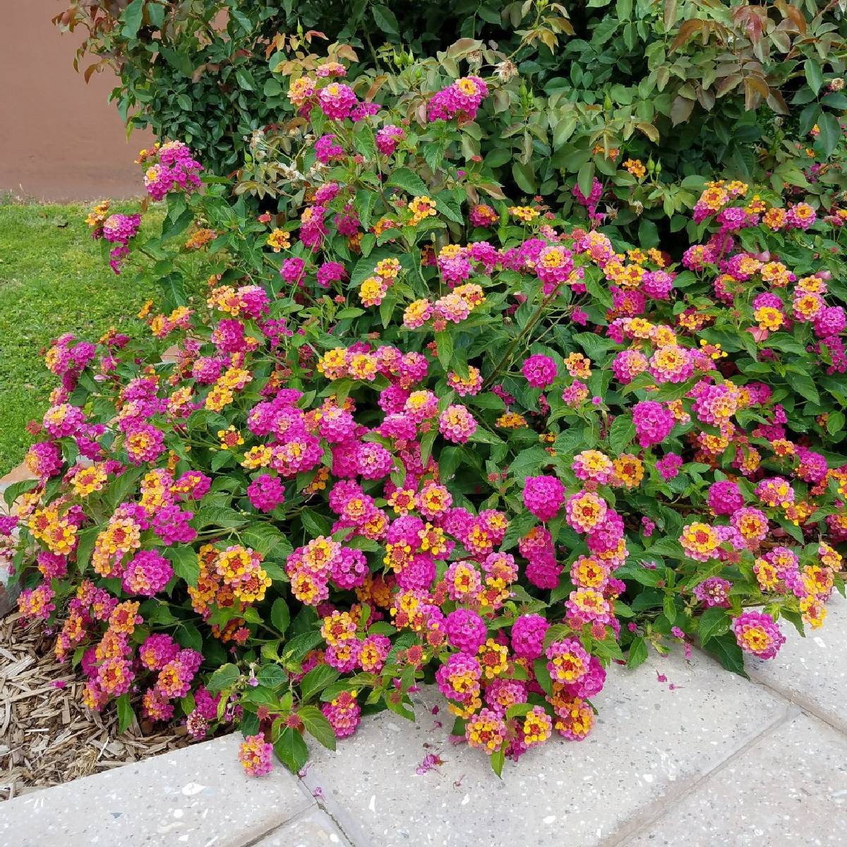 Lantana camara Feston Rose Sadowniczy.pl