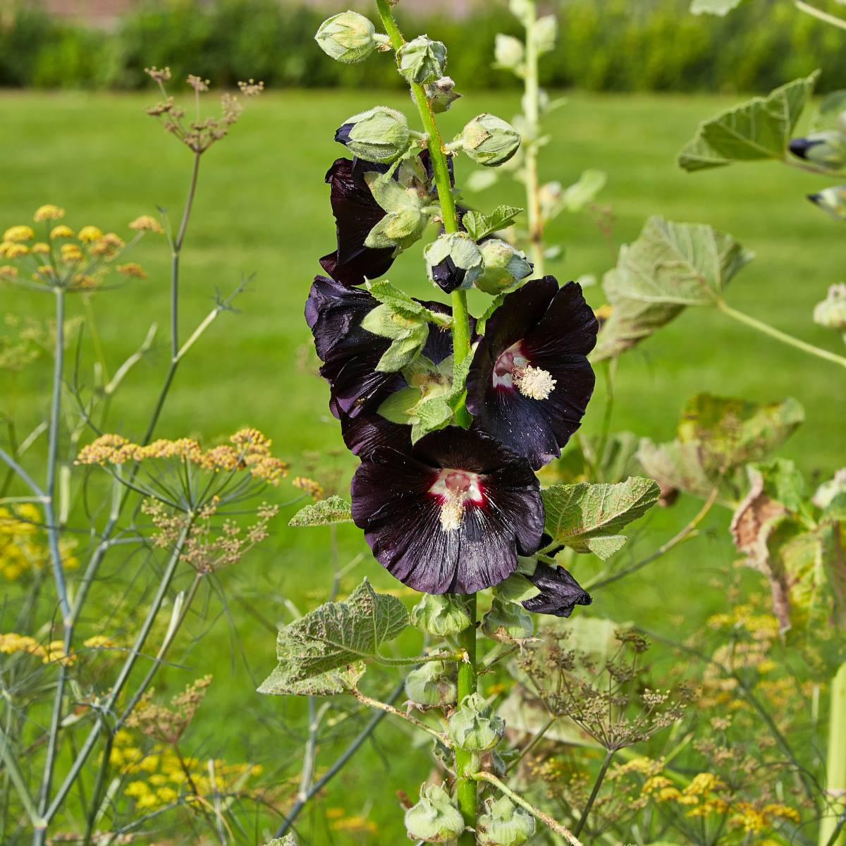 Malwa czarna 0,5g Alcea rosea WerbenaArt| Sadowniczy.pl