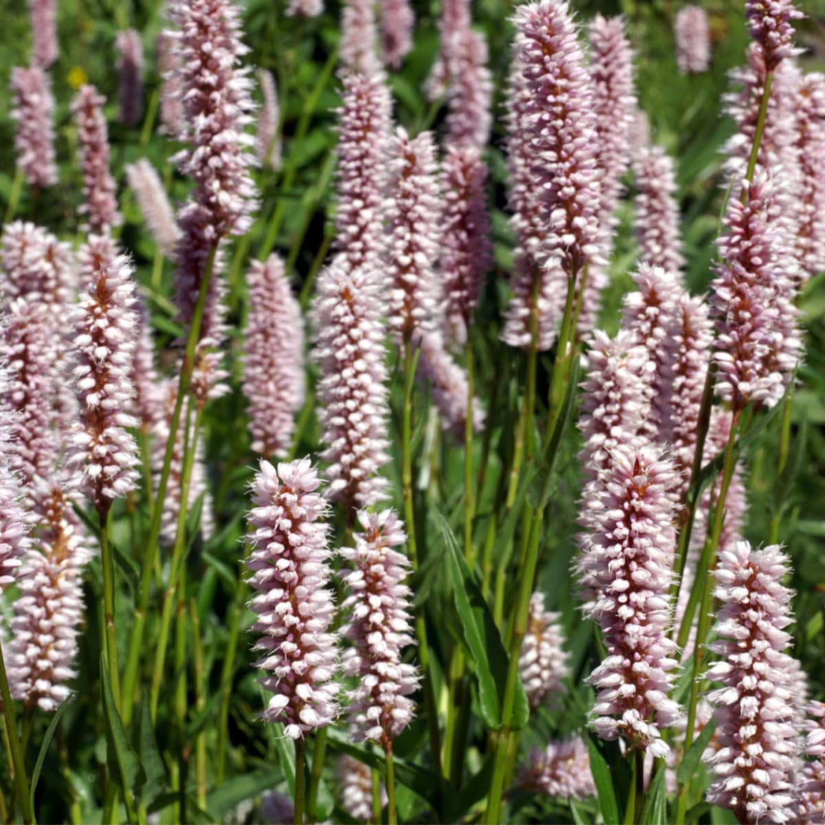 Rdest wężownik - Sadowniczy.pl