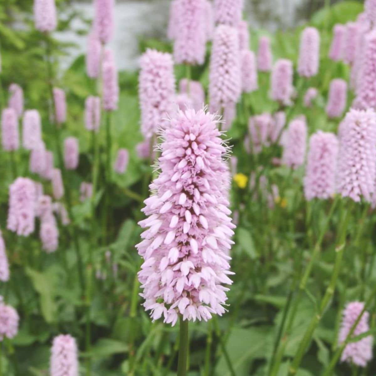 Rdest wężownik (P9)| Sadowniczy.pl