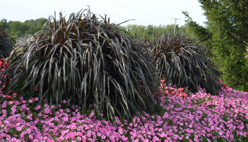 Bardzo Szybko Rosnąca Roślina Tropikalna Rozplenica słoniowa czarna trawa Vertigo DUŻA SADZONKA XXL szybko