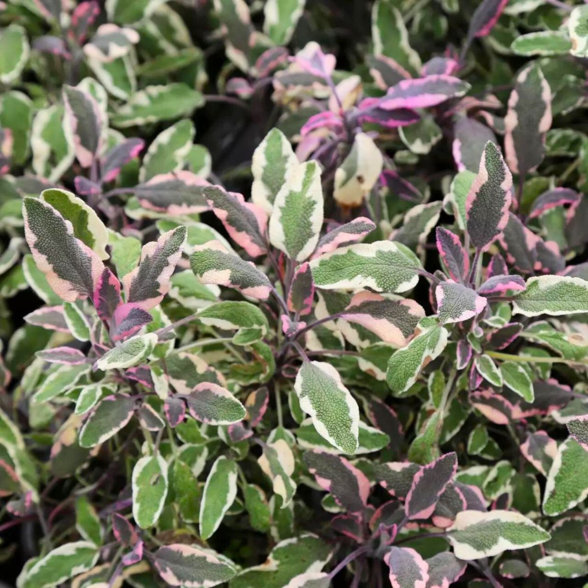 Zobacz obraz źródłowy