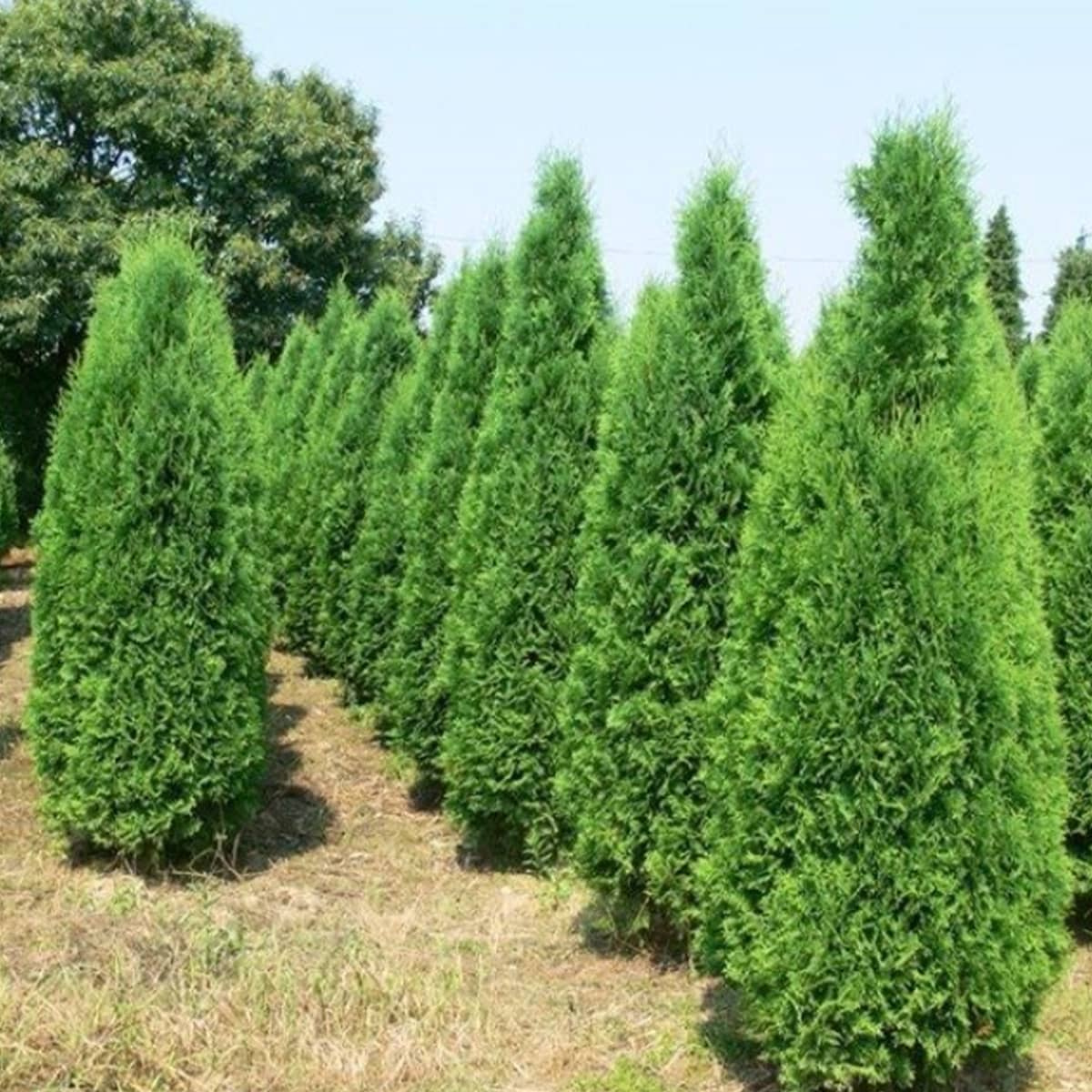 Thuja Tuja Żywotnik zachodni Columna (P9) Sadowniczy.pl