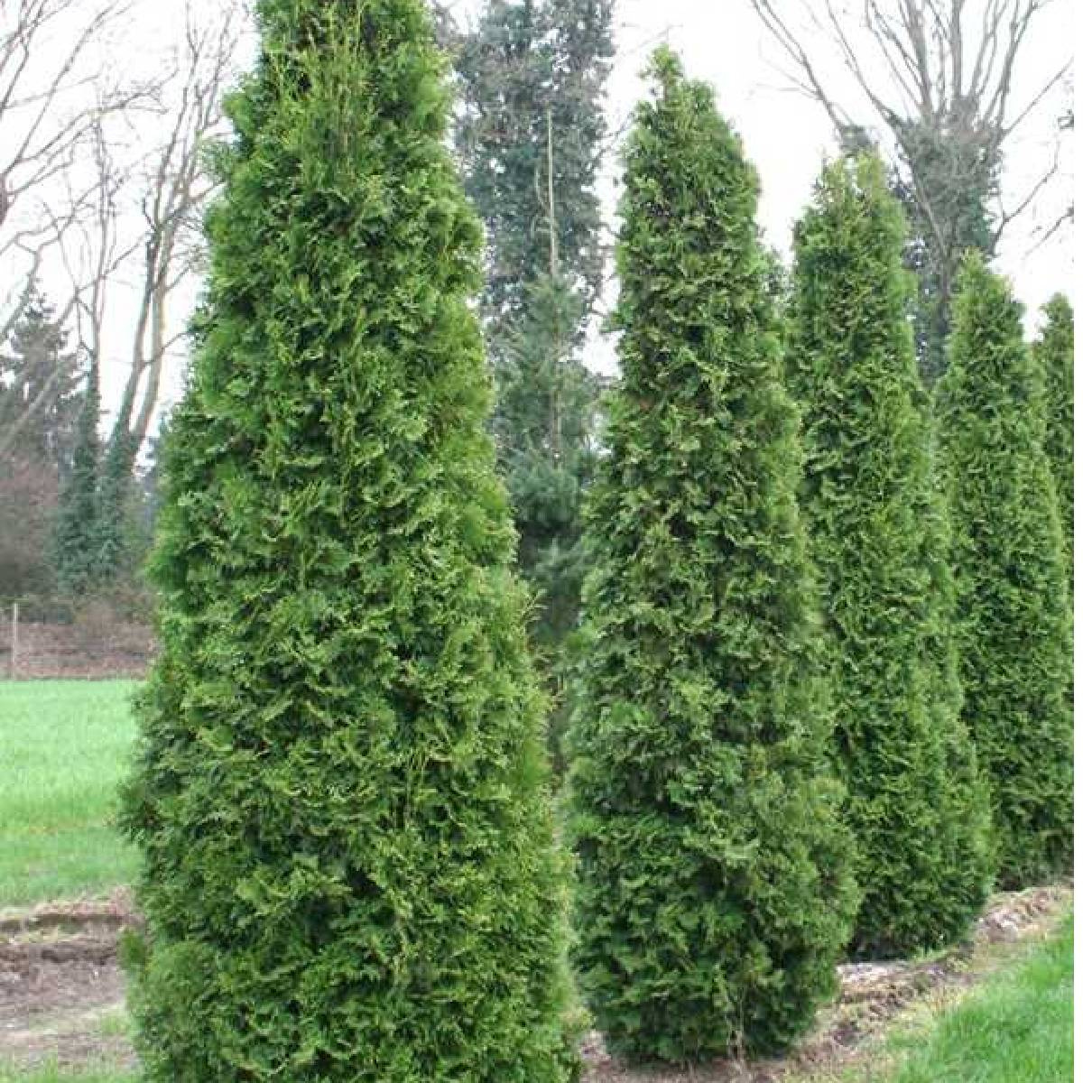 Thuja Tuja Żywotnik zachodni Pyramidalis Compacta Sadowniczy.pl