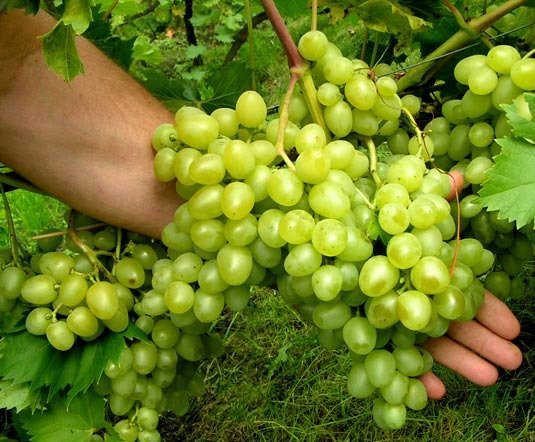 Winorośl winogrona Arkadia| Sadowniczy.pl