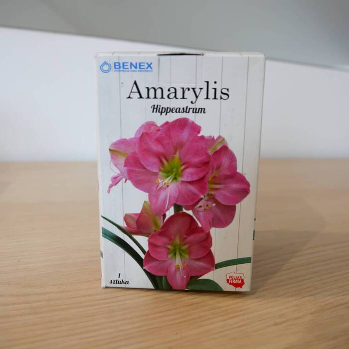 Amarylis różowy w pudełku