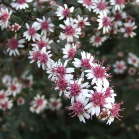 Aster bocznolistny Lady in Black czarna dama (P9)