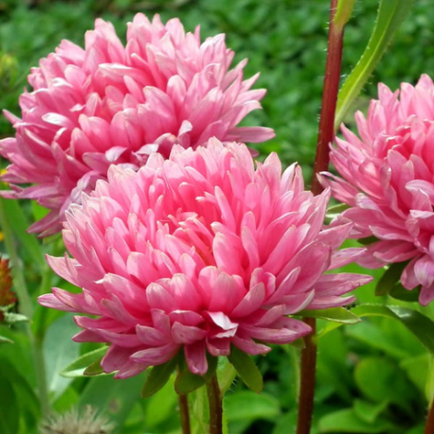 Aster chiński peoniowy Magdalena 0,5g