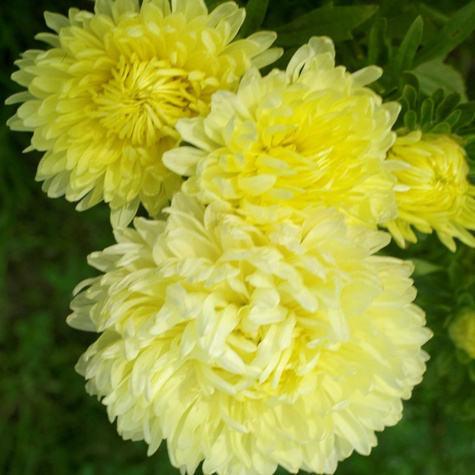 Aster chiński peoniowy Sonata 0,5g