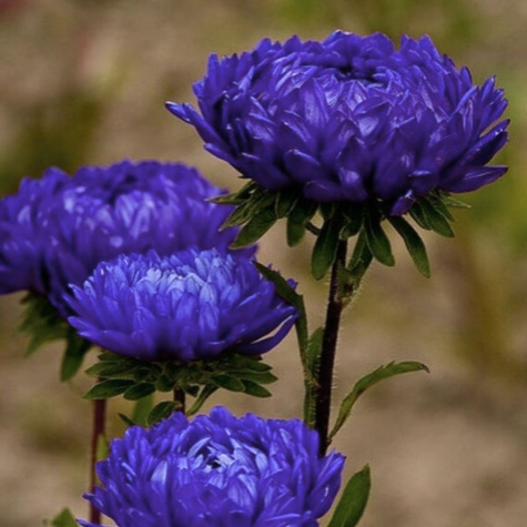 Aster chiński peoniowy wysoki Otello niebieski 1g