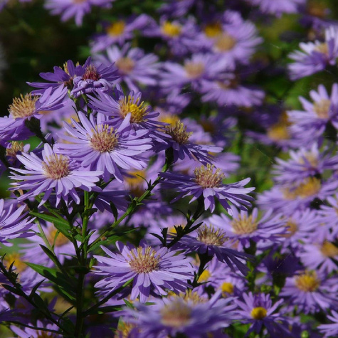 Aster gładki Calliope fioletowy (P9)