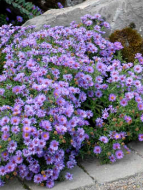 Aster krzaczasty Wood's Light Blue fioletowy niski (P9)