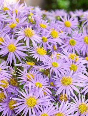 Aster różnobarwny Altweibersommer błękitny  
