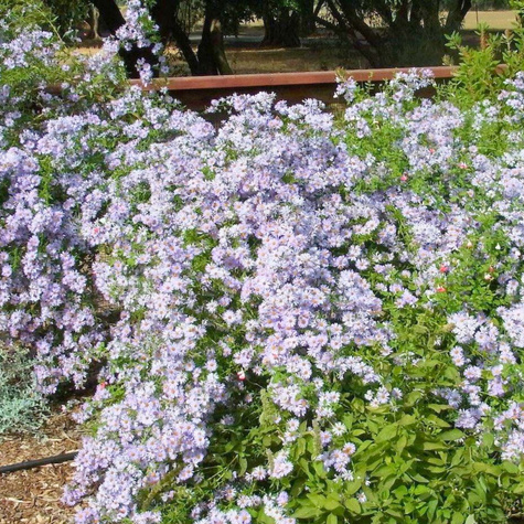 Aster wrzoslistny Blue Star fioletowy drobny (P9)