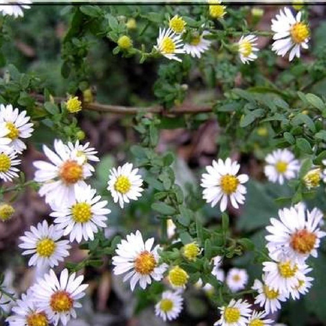 Aster wrzoslistny Schneegitter (P9)