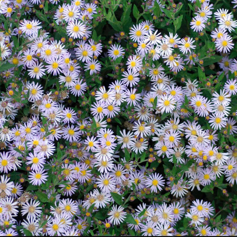 Aster żeniszkowaty Stardust (P9)