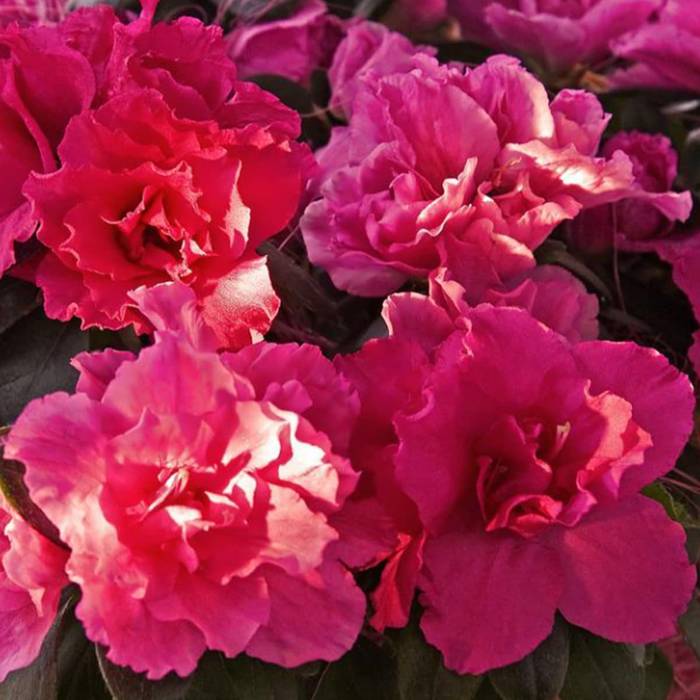 Azalia japońska Babuschka różowa pełna 