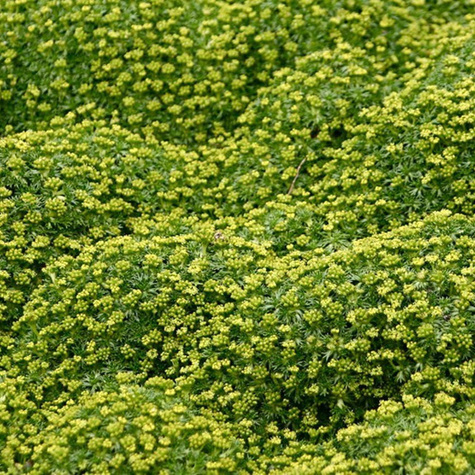 Azorella trojwidlasta skalniakowa Nana (P9)