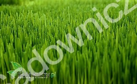 BARENBRUG Trawa Specjalna mieszanka trawnikowa SHADOW GAZON 5kg