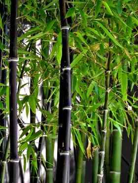 Bambus mrozoodporny PHYLLOSTACHYS NIGRA Czarny bambus