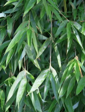 Bambus mrozoodporny, do donic i na żywopłoty FARGESIA DENUDATA