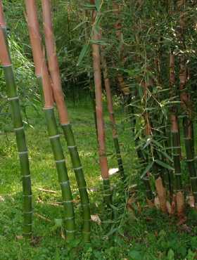 Bambus mrozoodporny, drzewiasty, inwazyjny PHYLLOSTACHYS PARVIFOLIA