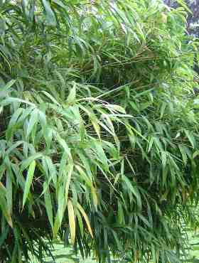 Bambus mrozoodporny, na żywopłoty i do pojemników FARGESIA NITIDA