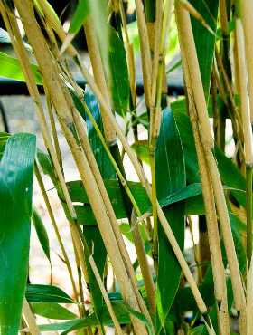 Bambus mrozoodporny, największy PSEUDOSASA JAPONICA