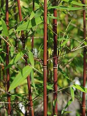 Bambus mrozoodporny, soliter FARGESIA SP. ‘JIUZHAIGOU’