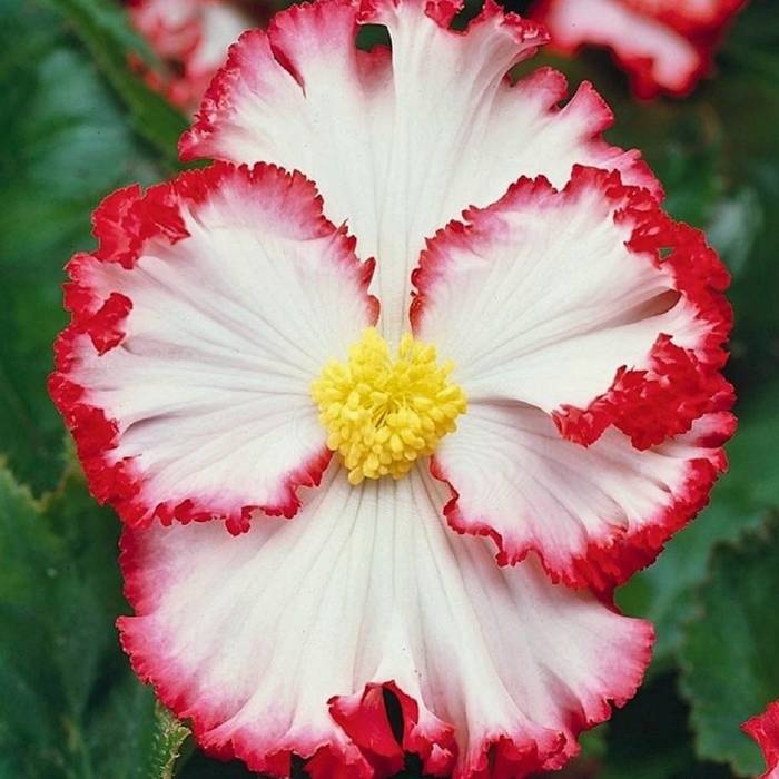 Begonia Crispa Marginata White biało-czerwona