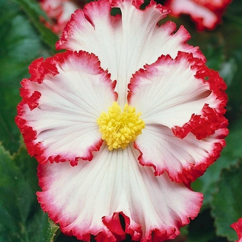 Begonia Crispa Marginata biało-czerwona