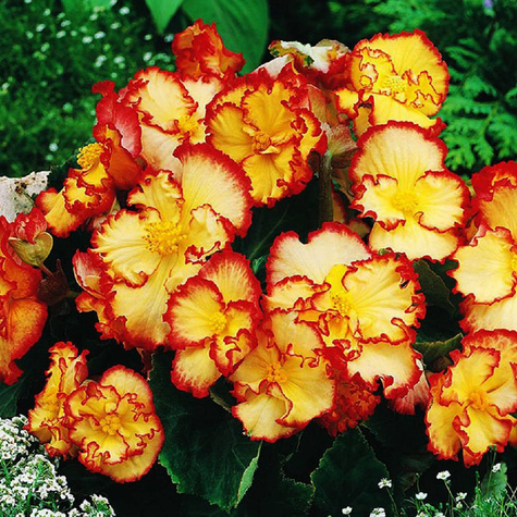 Begonia Crispa Marginata żółto-czerwona