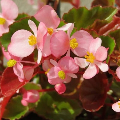 Begonia stale kwitnąca różowa czerwonolistna 0,1g Plantico