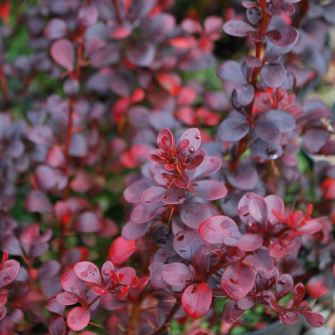 Berberys thunberga Dart's Red Lady (C2)