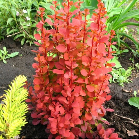 Berberys thunberga Orange Tower (C2)