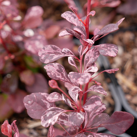 Berberys thunberga Pink Queen (C2)