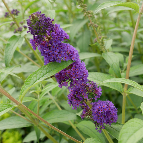 Budleja Dawida 'Empire Blue' fioletowa