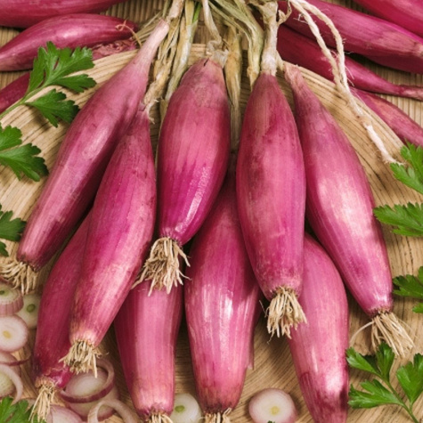 Cebula czerwona Rosa Lunga Di Firenze 2g
