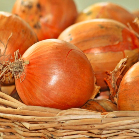 Cebula żółta Niagara F1 średniopóźna 500g