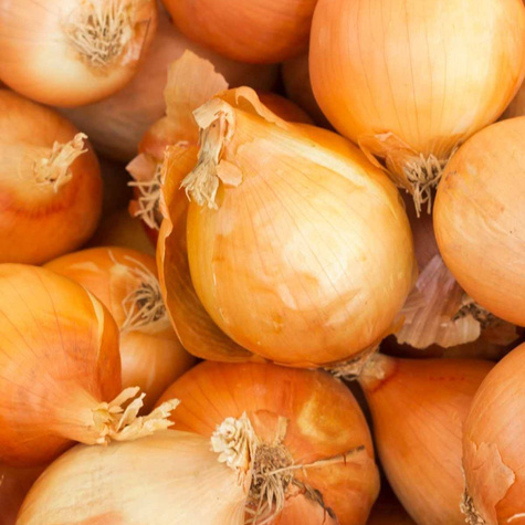 Cebula żółta Sumatra F1 średniopóźna 500g