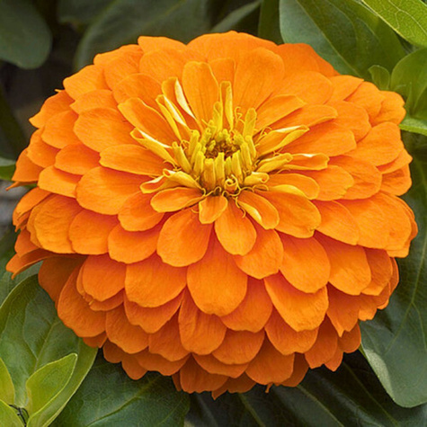Cynia daliowa Orys pomarańczowa 1g Polan
