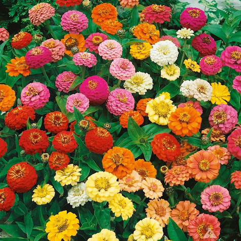 Cynia karłowa Thumbelina mix kolorów 1g
