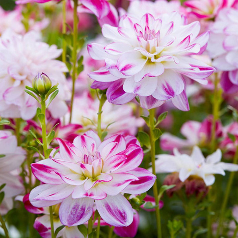 Dalia dekoracyjna Saint Martin